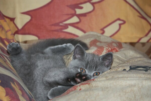 Grey kitten, appreciative look