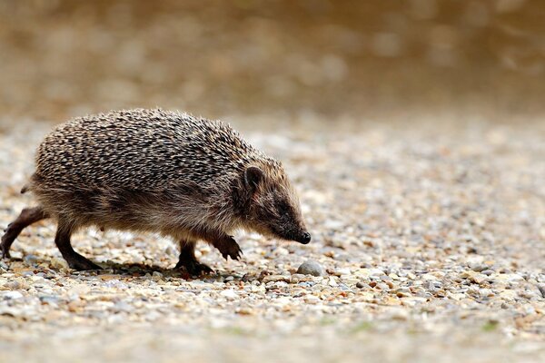 Grauer stacheliger Igel läuft auf der Suche nach Nahrung