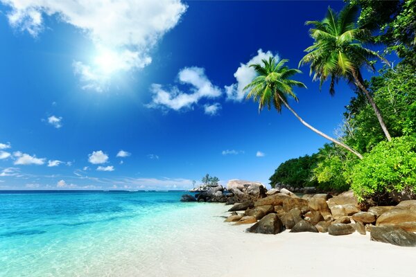 Strand mit Palmen am Meer