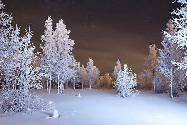 Árboles cubiertos de nieve en el bosque