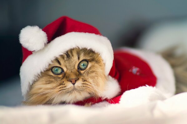 A cat in a New Year s costume and a hat