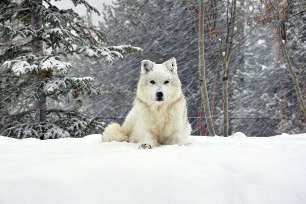 A wolf in the forest in winter in the snow