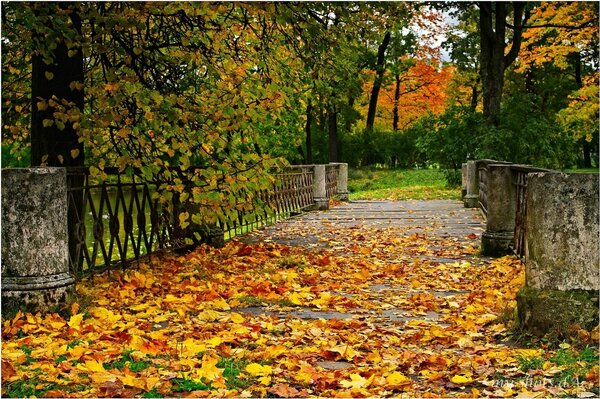 Alfombra amarilla de hojas de otoño