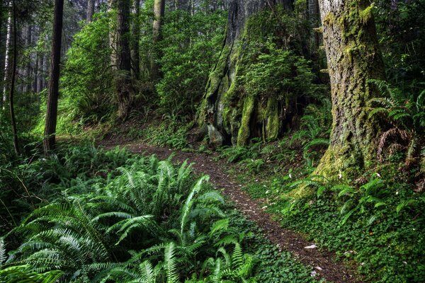 Forest path among the treescape