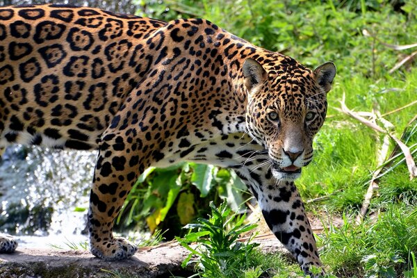 Jaguar camina por el bosque y Mira