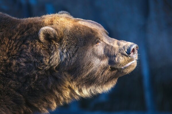 L orso bruno ha sentito l odore del miele