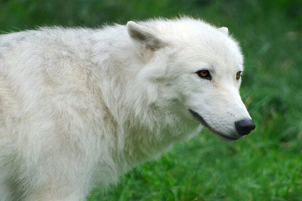 White wolf on a grass background