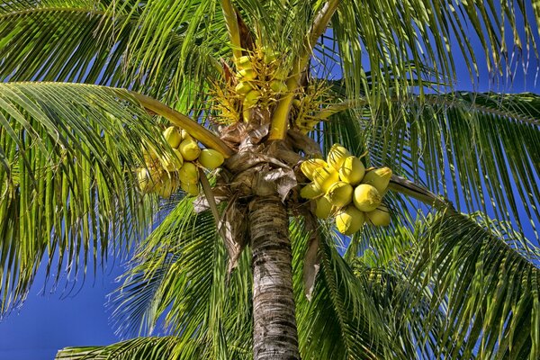 Noci di cocco verdi appese a una palma