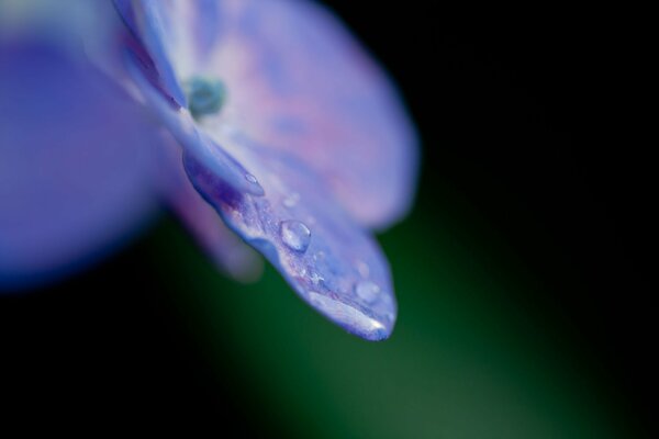 Blütenblätter einer violetten Hortensie in Rosyfiol-Tropfen