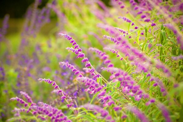 Skizzen der Natur: lila Blüten, Gras und anderes Grün der Wiese