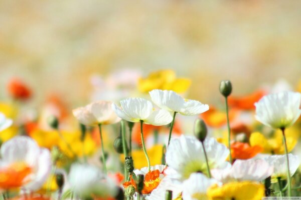 Fleurs sauvages multicolores. Fleurs d été