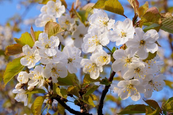 In spring, the trees are covered with the sun