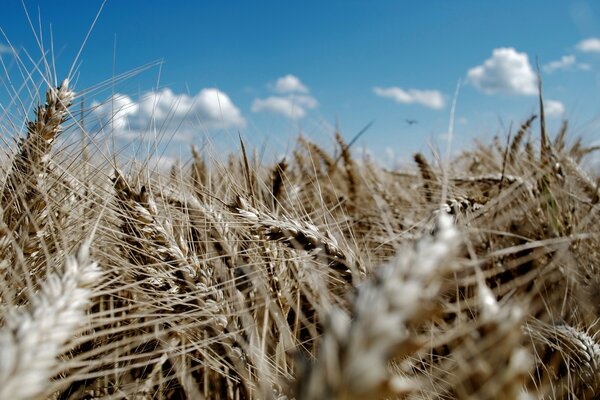 Distese di grano native in blu