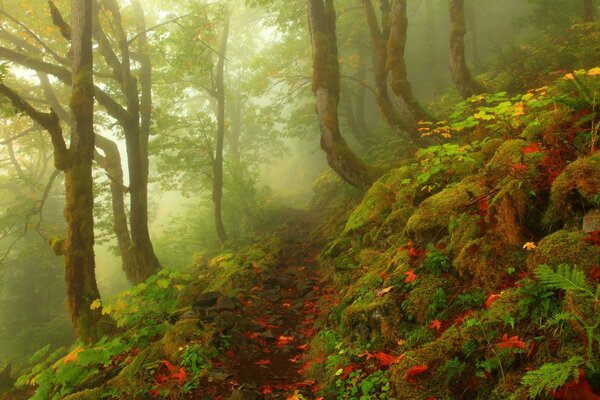 Bosque de hadas con camino brumoso