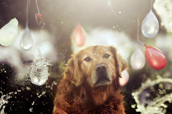 Hund mit Kugeln im Hintergrund