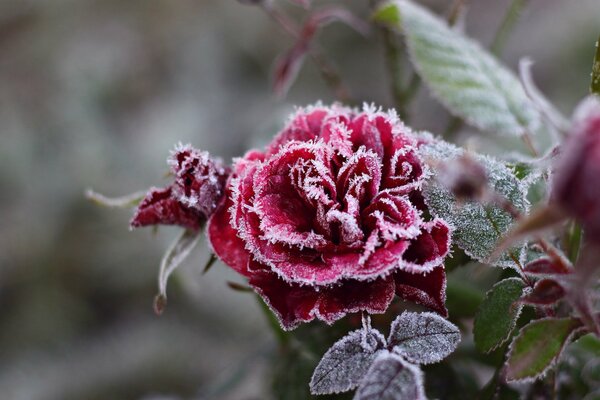 Rosa roja congelada con pétalos de escarcha recubiertos de cristal