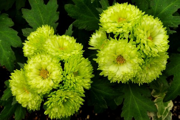 Asters verdes, floración exuberante