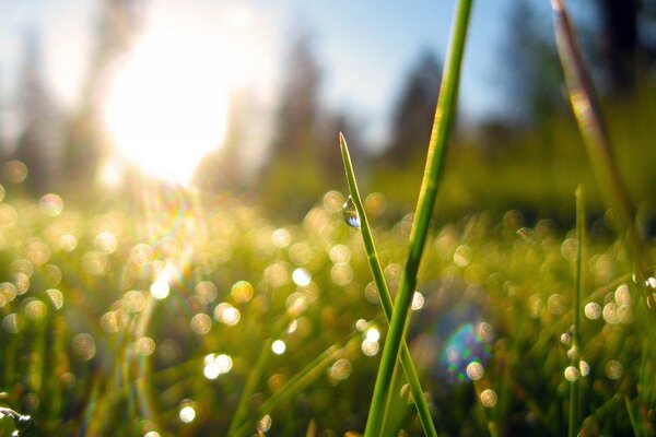 Dew drops on the grass in the rays of the sun