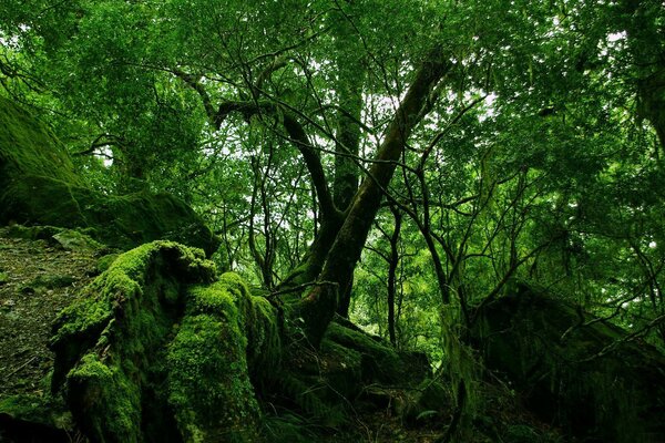 Viejo bosque con piedras cubiertas de musgo