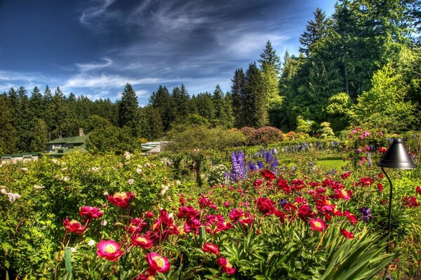 Bright flowers in a green garden