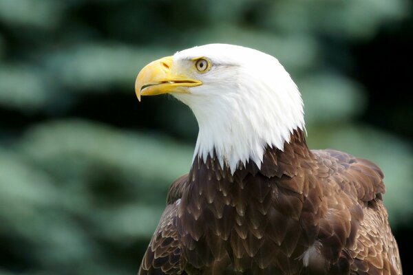 An eagle is sitting with a yellow predatory curved beak