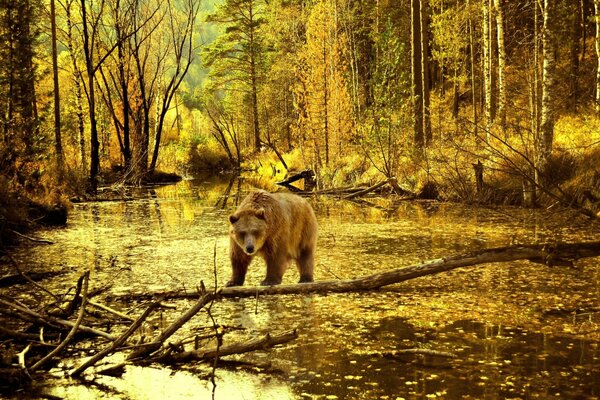 Orso bruno su uno stagno nella foresta