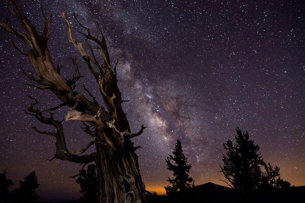 Nacht Sternenhimmel mit Baum