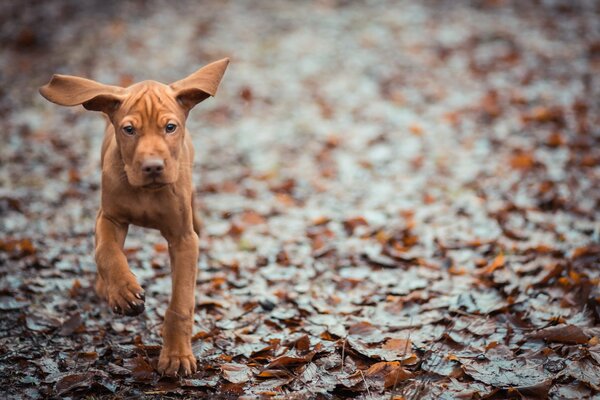 The dog rushes towards me with protruding ears