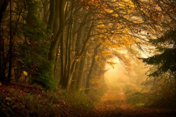 Waldweg im Herbst