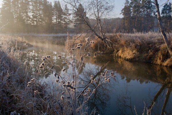 Les herbes sur les rives de la rivière sont recouvertes de givre