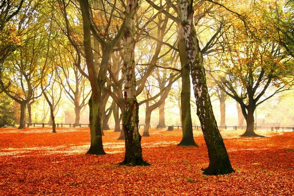 Autumn leaf fall in the park with birches