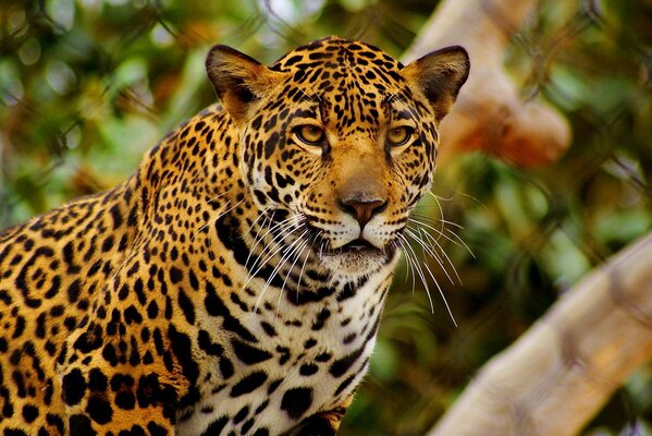 Hermoso Jaguar mirada seria