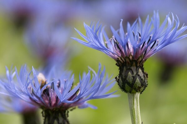 Blau wie der Himmel Wildblumen der Kornblume