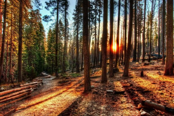 Morgendämmerung im kalifornischen Kiefernwald