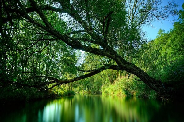 The greenery of the trees is reflected in the river