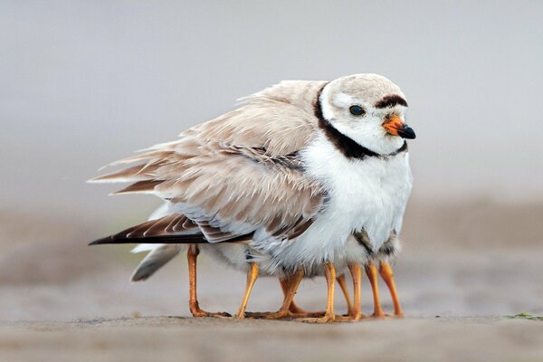 Mom protects her chicks from the cold