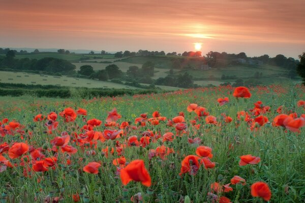 Campo con amapolas rojas en el fondo de la puesta de sol