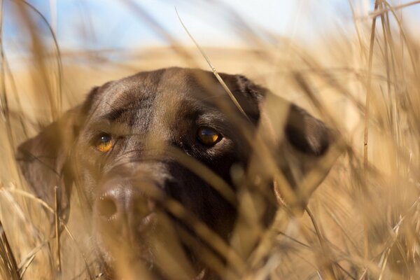 Hundeblick im Feld