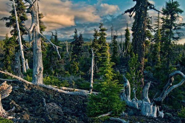 Forêt abandonnée avec des sentiers non empruntés