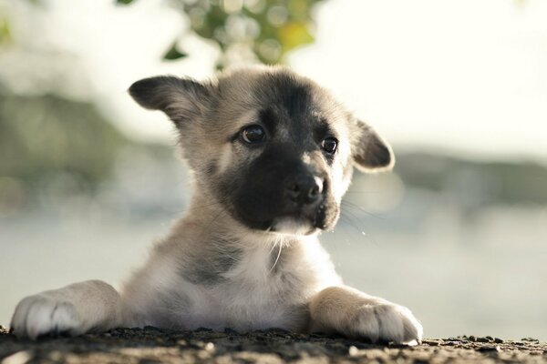 Sad puppy looks into the distance