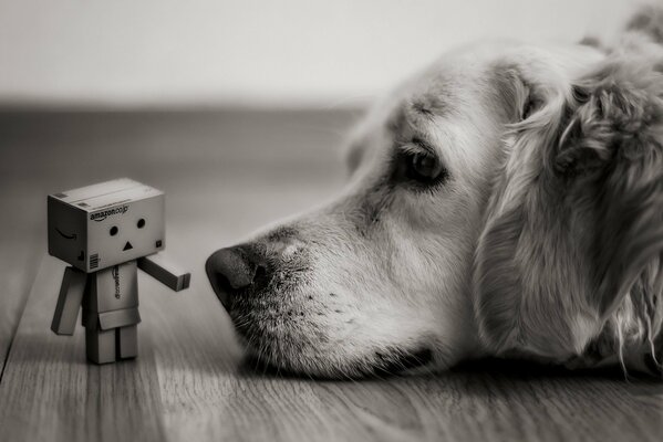 Der Hund liegt dem kleinen Mann aus der Box gegenüber