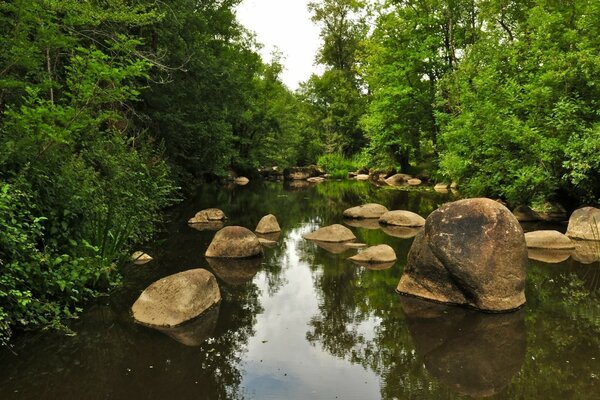 Stones in the water in the summer forest