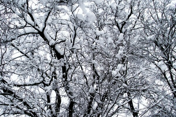 Albero nella neve soffice