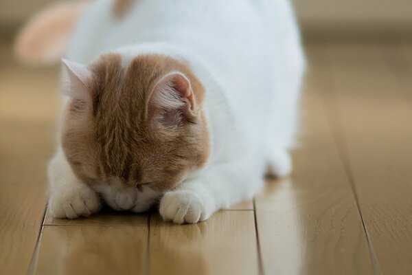 Gato durmiendo en parquet en el Suelo