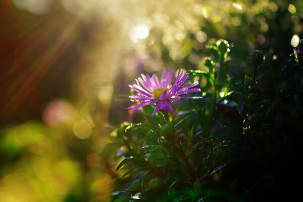 Buisson de chrysanthèmes dans les rayons du soleil du matin