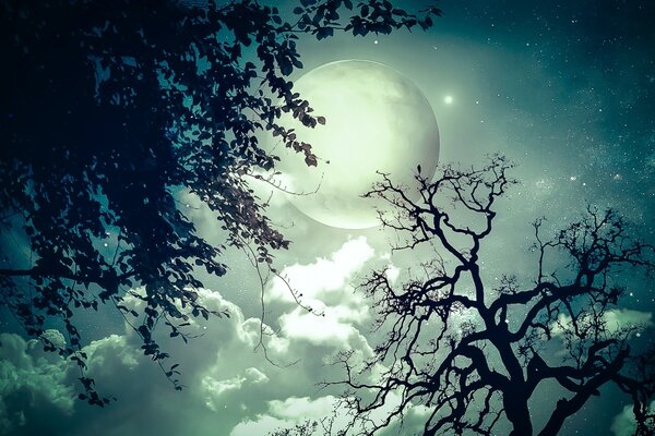 A terrible night, a full moon, which is covered by a branch