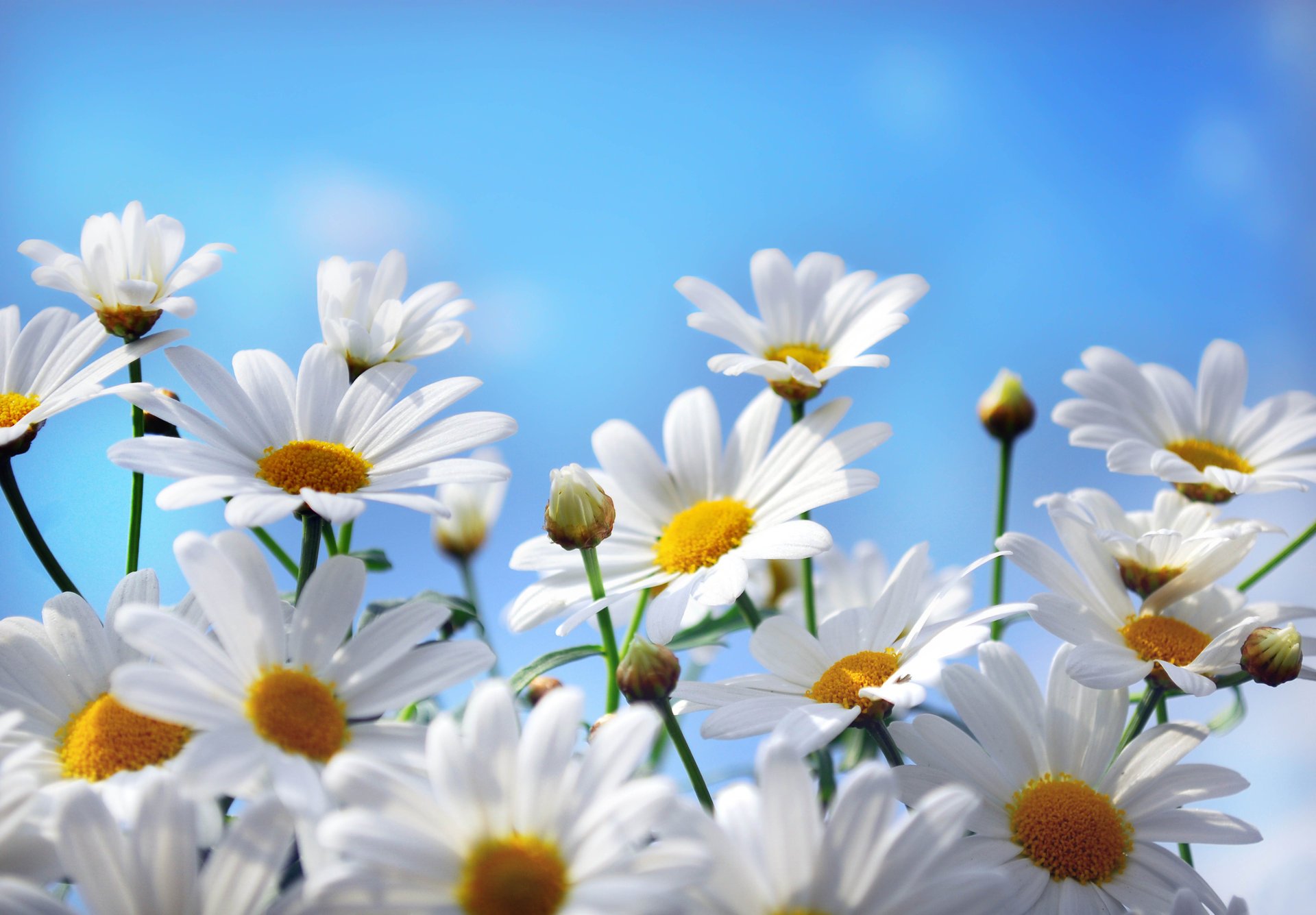 fleurs pétales ciel nature marguerites