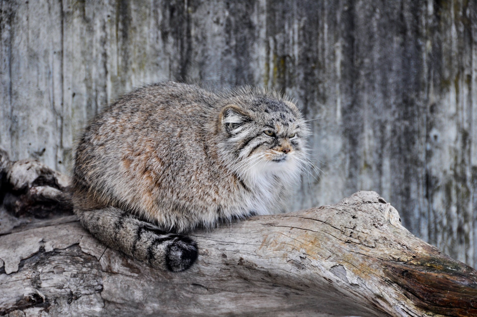 manul of pallas cat predator wild