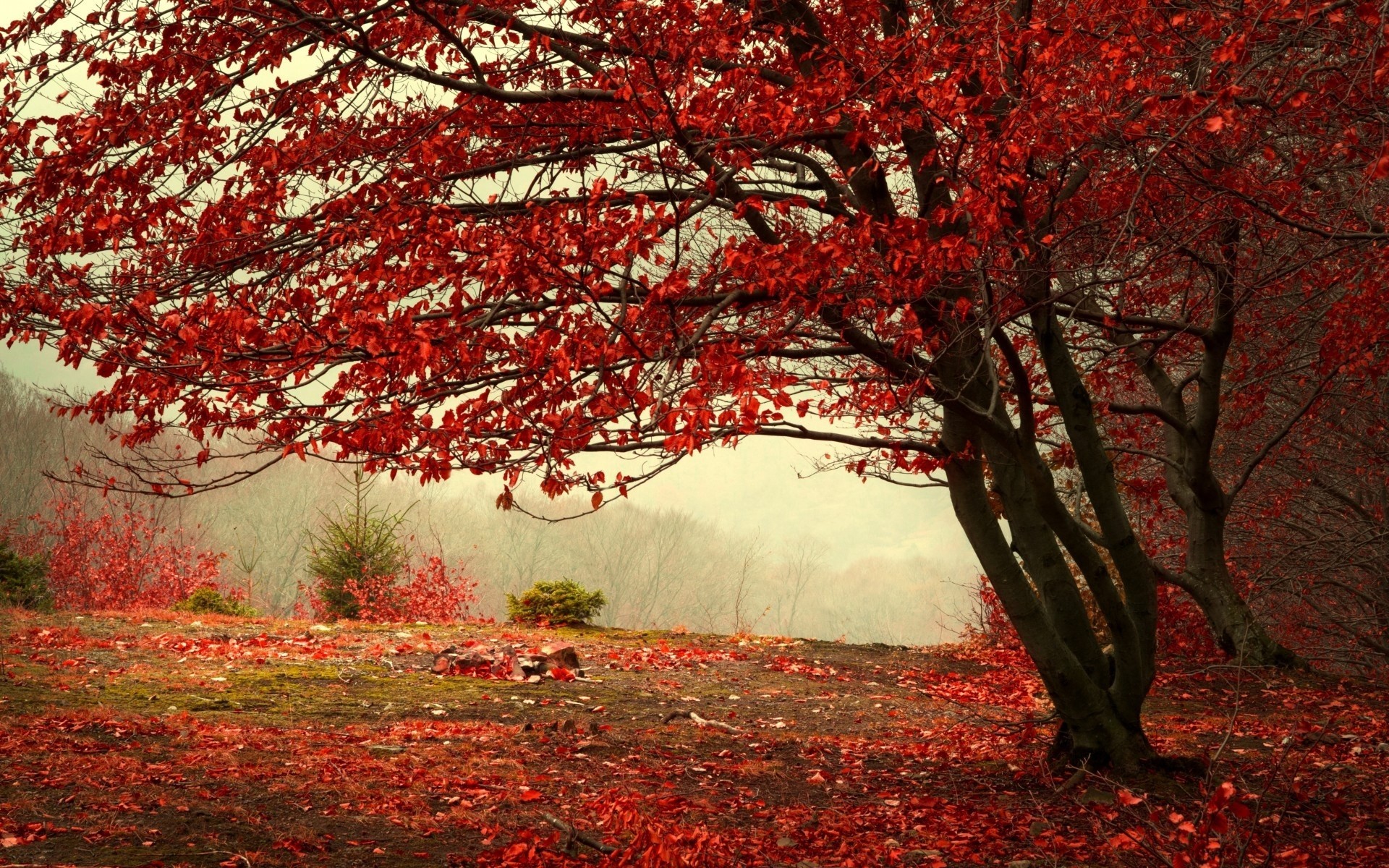 herbst nebel bäume landschaften wald