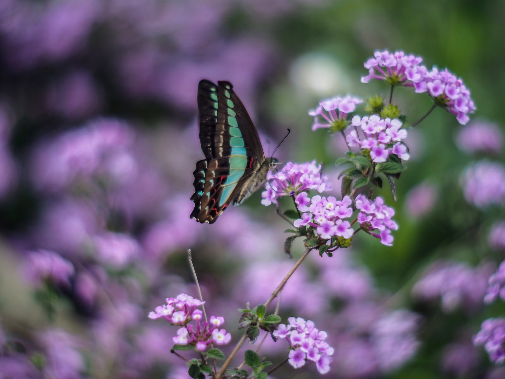 insect flowers butterfly wings green lilac